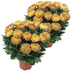 2 CHRYSANTHEMES OR 2 CHRYSANTHEMES OR