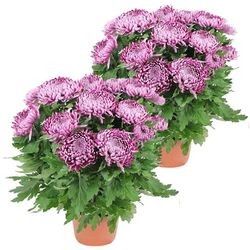 2 CHRYSANTHEMES VIOLET 2 CHRYSANTHEMES VIOLET