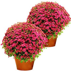 2 CHRYSANTHEMES MAUVE 2 CHRYSANTHEMES MAUVE