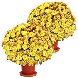 2 CHRYSANTHEMES ORANGE 2 CHRYSANTHEMES ORANGE