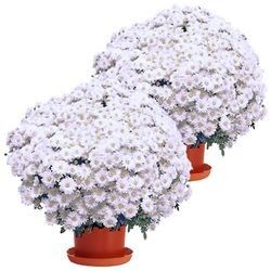 2 CHRYSANTHEMES BLANCS 2 CHRYSANTHEMES BLANCS