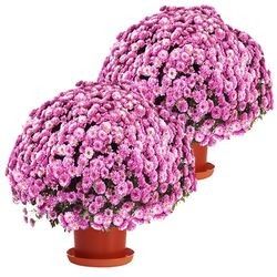 2 CHRYSANTHEMES ROSES 2 CHRYSANTHEMES ROSES