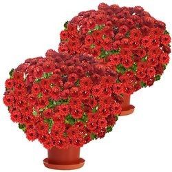2 CHRYSANTHEMES ROUGES 2 CHRYSANTHEMES ROUGES