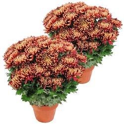 2 CHRYSANTHEMES BORDEAUX 2 CHRYSANTHEMES BORDEAUX