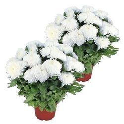 2 CHRYSANTHEMES BLANCS 2 CHRYSANTHEMES BLANCS