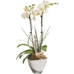 ORCHIDEE 2 BRANCHES ORCHIDEE 2 BRANCHES