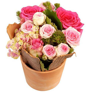 SWEET ROSE SWEET ROSE