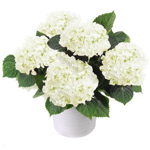 HORTENSIA BLANC HORTENSIA BLANC