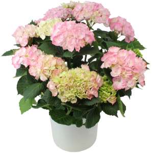 HORTENSIA ROSE HORTENSIA ROSE
