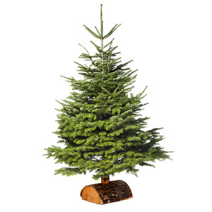 SAPIN NORDMANN 150/175CM SAPIN NORDMANN 150/175CM
