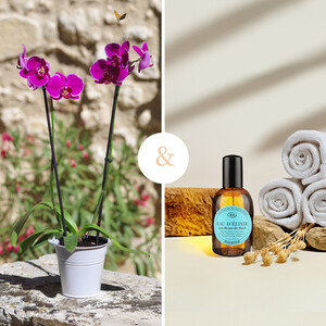 ORCHIDEE + EAU D'ELIXIR