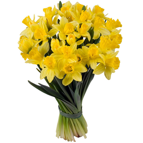 Bouquet De Jonquilles Matisse Livraison Express Florajet
