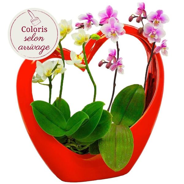 Orchidee Coeur Rouge En Ceramique Et Ses 2 Mini Orchidees Livraison En France Florajet