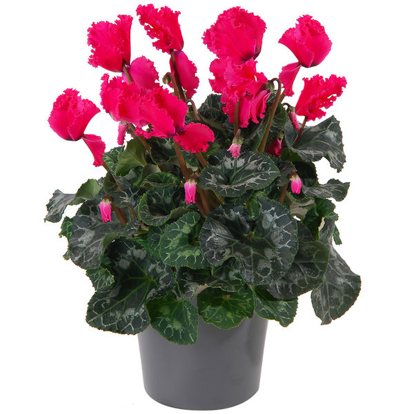Plantes et Arbustes CYCLAMEN FUCHSIA
