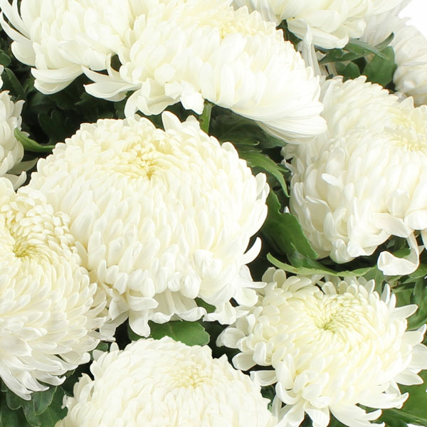 plantes-deuil-chrysantheme-blanc-livraison-express-florajet