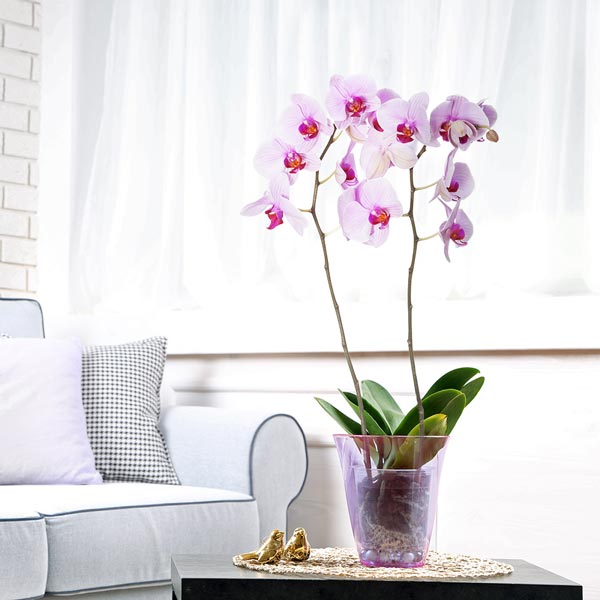 Orchidée ORCHIDEE ROSE 2 BRANCHES