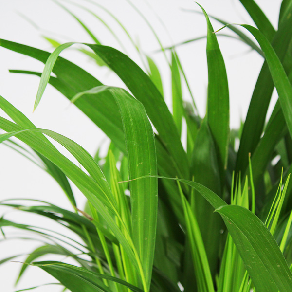 Plantes et Arbustes PALMIER + POT