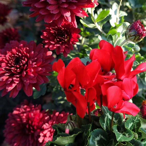 Plantes Deuil TEMOIGNAGE