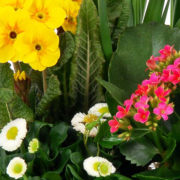 Composition TENDRE CARESSE