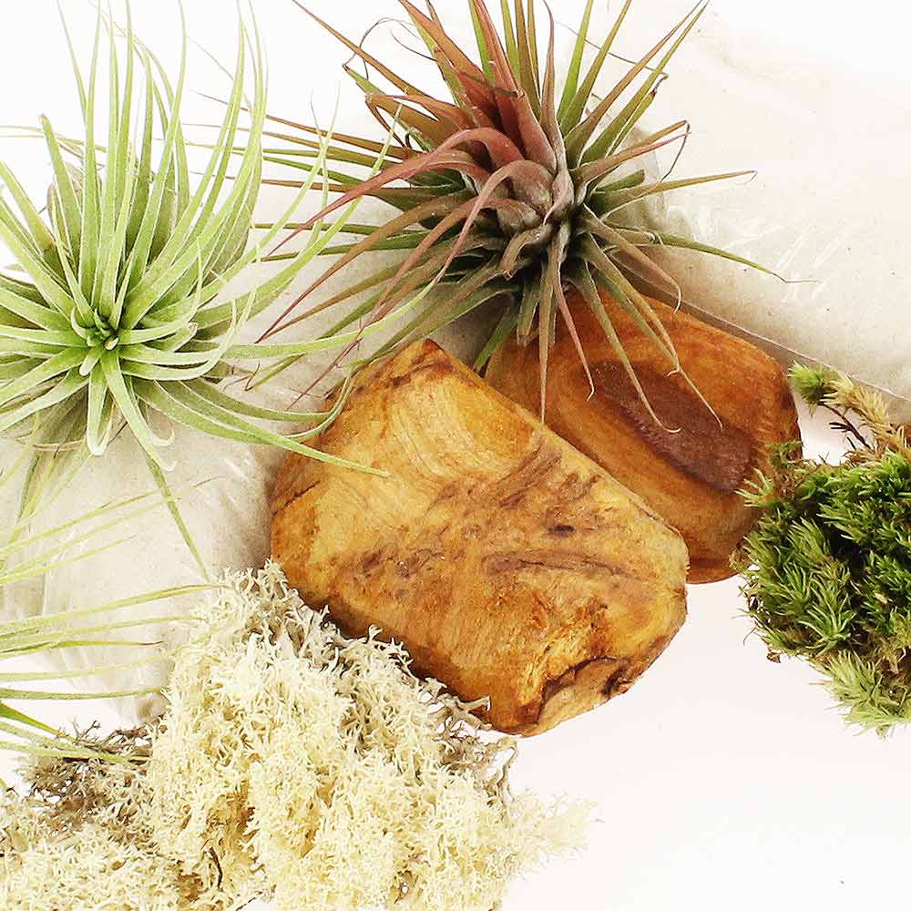Plantes d'intérieur "TERRARIUM TILLANDSIAS + SUBSTRAT" Livraison