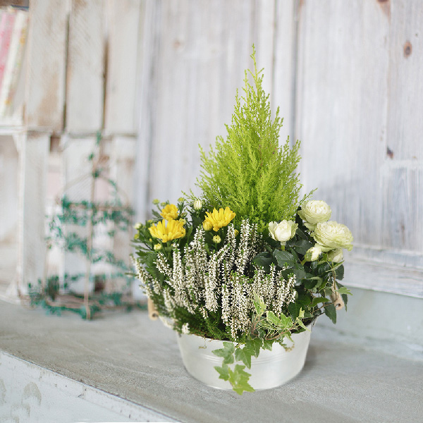 Plantes Deuil PAIX