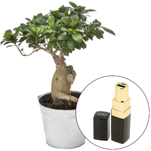 BONSAI + BATTERIE PORTATIVE BONSAI + BATTERIE PORTATIVE