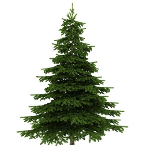 Sapins de Noel "SAPIN EPICEA 150/200 CM" Livraison Express Florajet