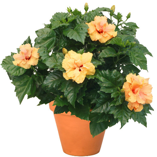 HIBISCUS HIBISCUS
